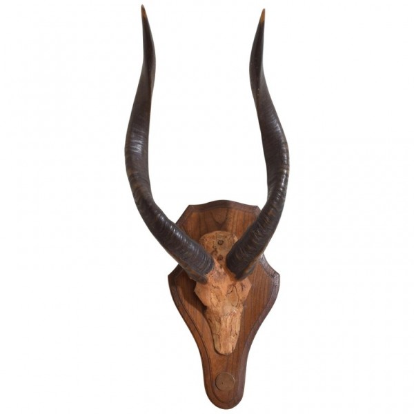 Guib D' Eau Horn and Partial Skull Mount