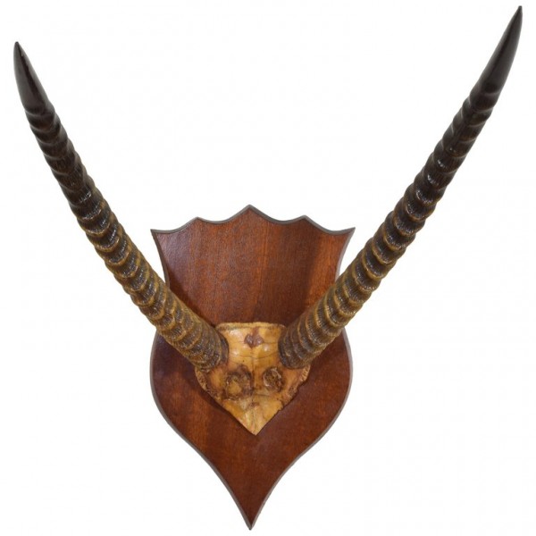 Impala Horn and Partial Skull Mount