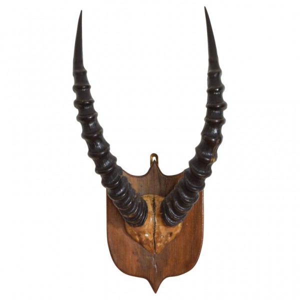 Impala Horn and Partial Skull Mount