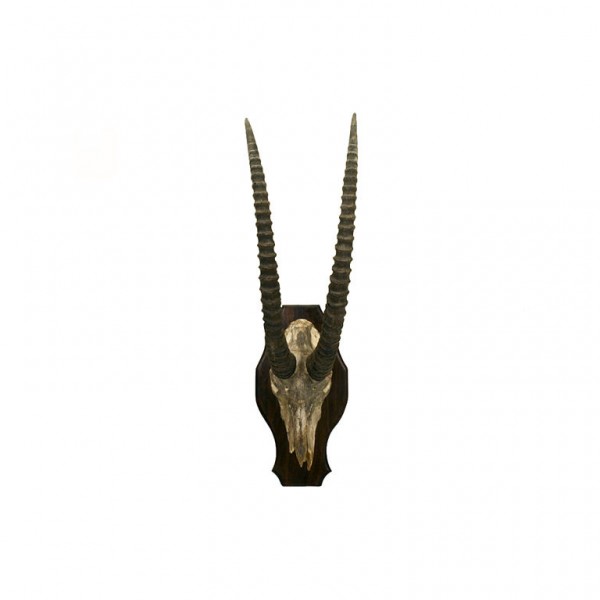 Rare Sable Antelope Skull and Horn Mount