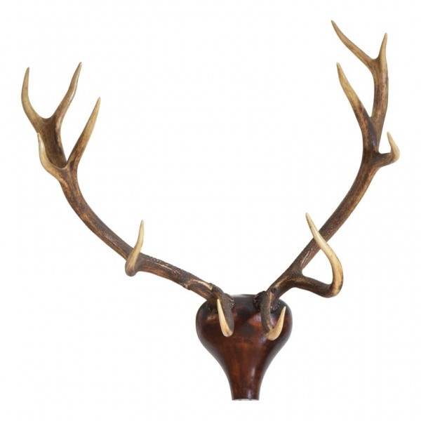 Red Deer Antler Mount, Shaped and Carved Walnut Backplate
