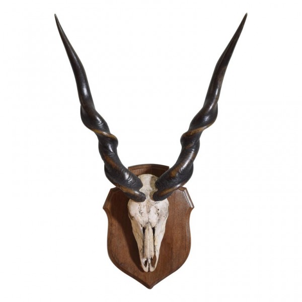 Giant Lord Derby Eland 'Taurotragus Derbianus'