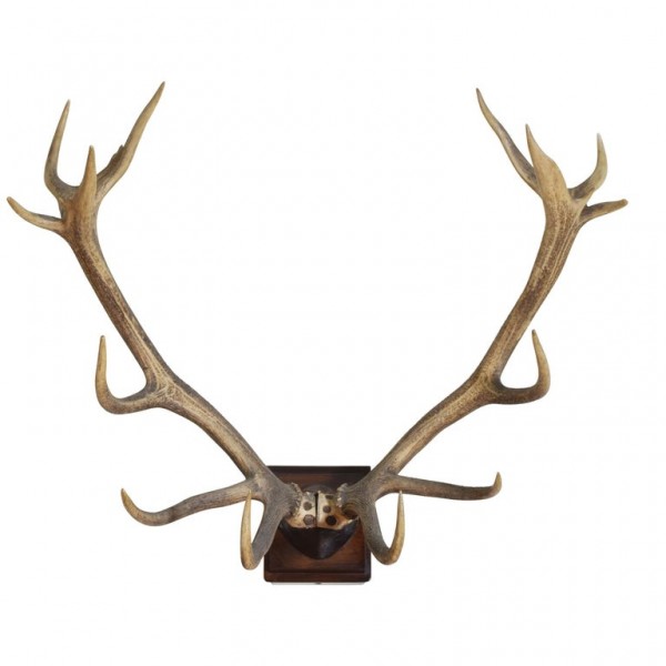 Red Deer and Partial Skull Mount