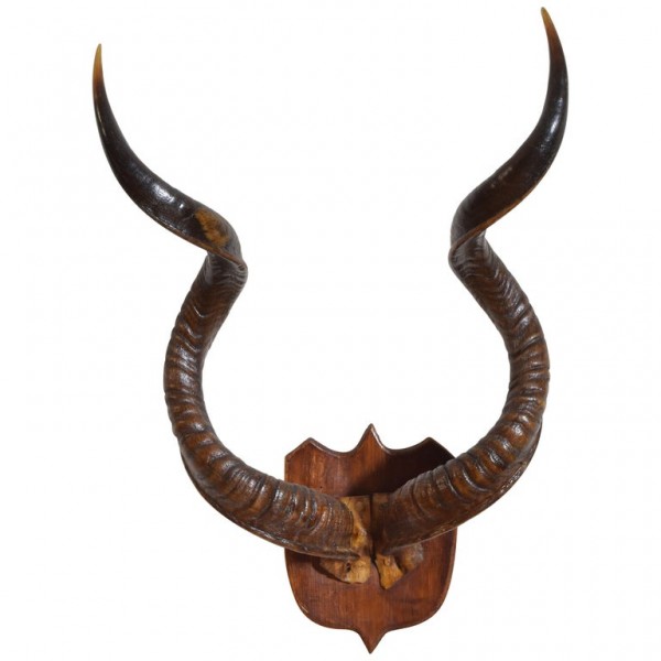 Grand Kudu Mount
