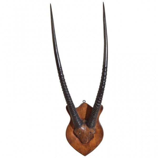 Gemsbok Mount