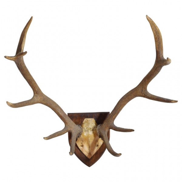 Red Deer Horn Mount