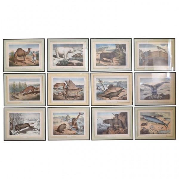 Group of 12 Hand Colored Framed Engravings of Animals in Habitat