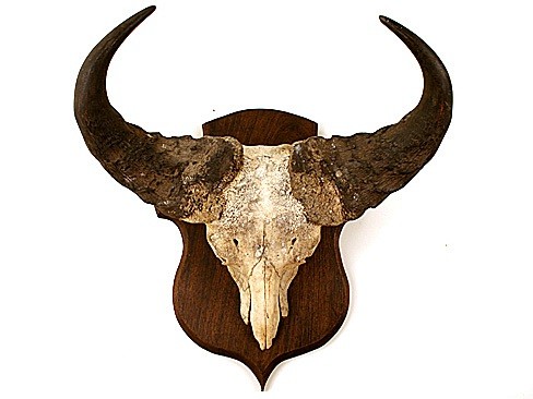 Middle Aged Cape Buffalo Mount 