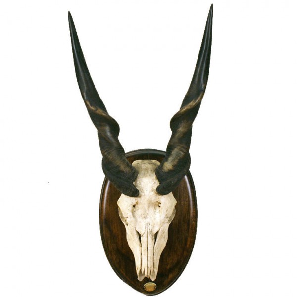 Eland Mount (Largest Antelope In The World)