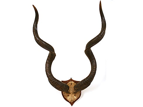 Horn Mount
