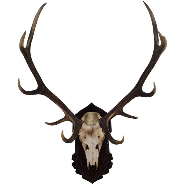 Large Deer Antler and Partial Skull Mount