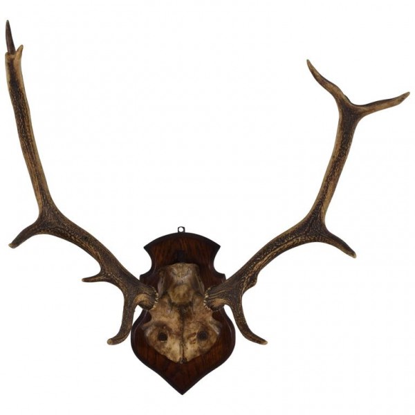 Deer Antler and Partial Skull Mount