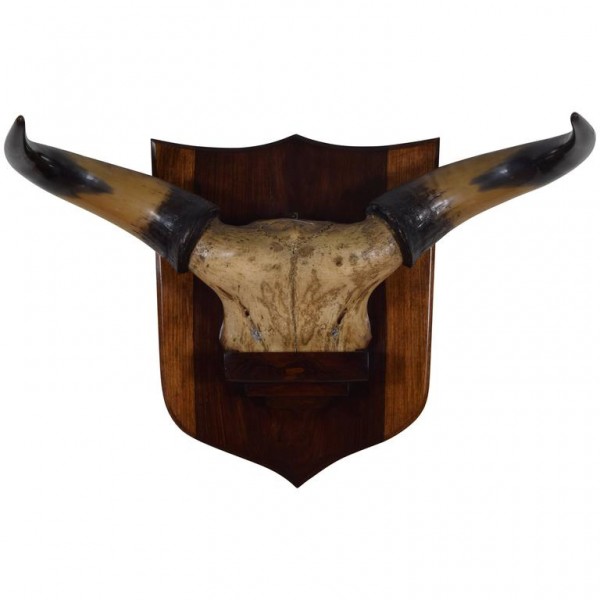 Bovine Horn and Partial Skull Mount