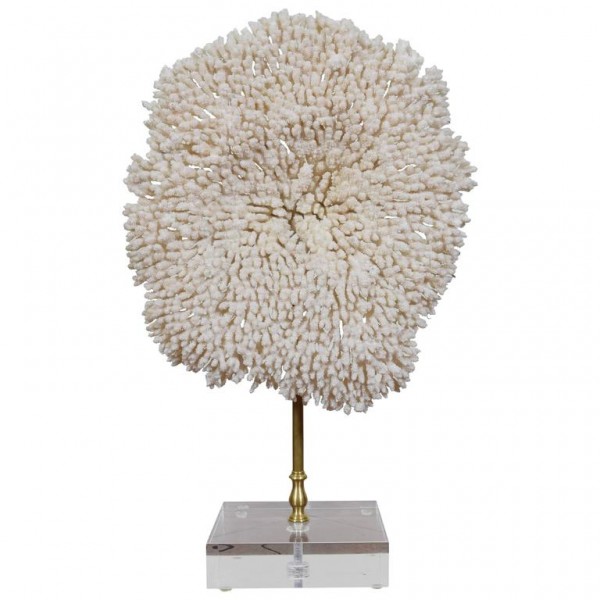 Coral Fragment on a Lucite Base