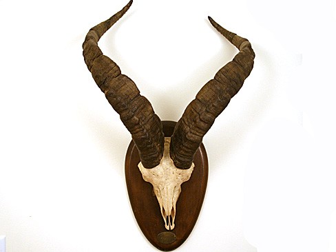 Pair of Horns