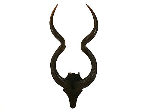 Set of Kudu Horns