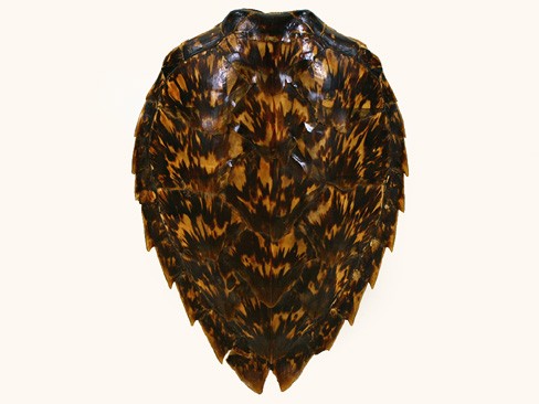 Sea Turtle Shell