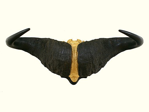 Cape Buffalo Mount