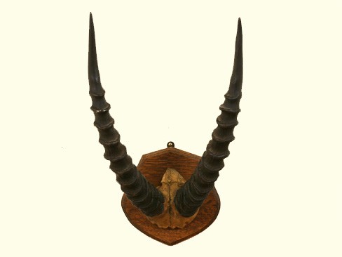 Gemsbok Mount on Wooden Backplate