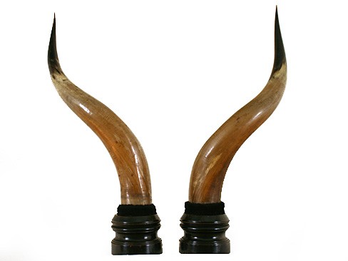 Pair of Mounted Cow Horns on Ebonized Bases