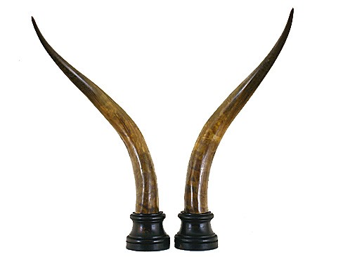 Pair of Cow Horns Mounted on Turned and Ebonized Bases