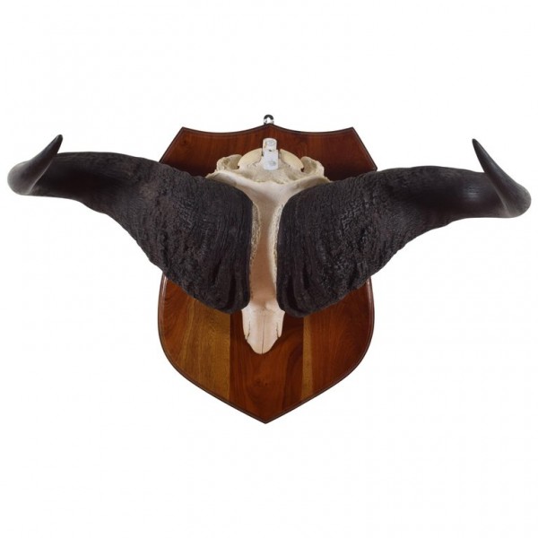 Water Buffalo Horn Mount