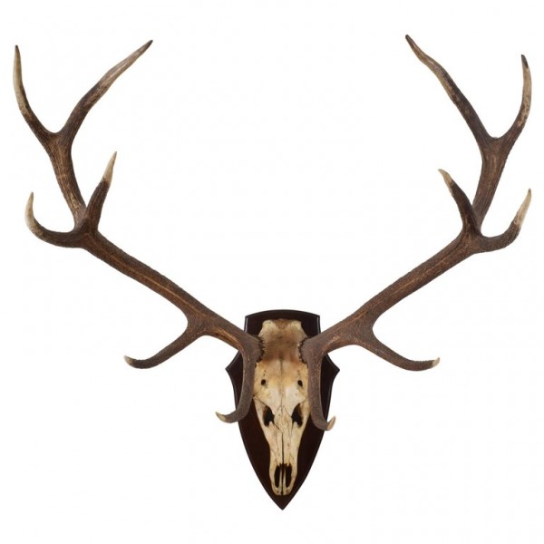 Large Deer Antler Mount