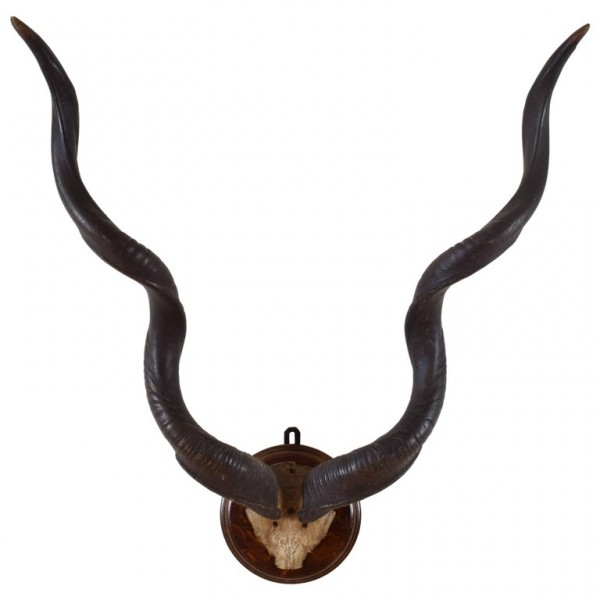 Grand Kudu Partial Skull Mount