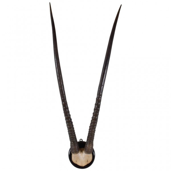 Gemsbok Horn Mount