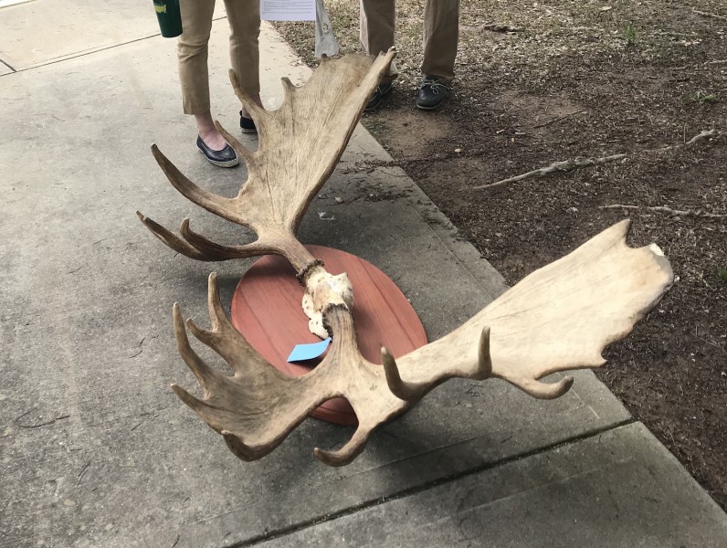 Large Moose Paddle Mount