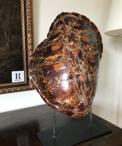 Tortoise Shell