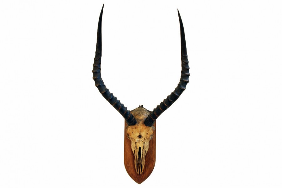 Impala Skull and Horn Mount