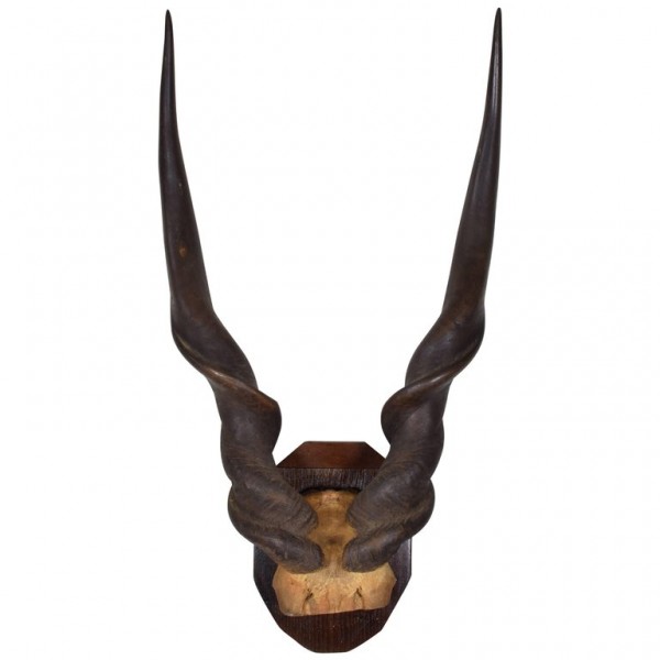 Giant Lord Derby Eland Mount