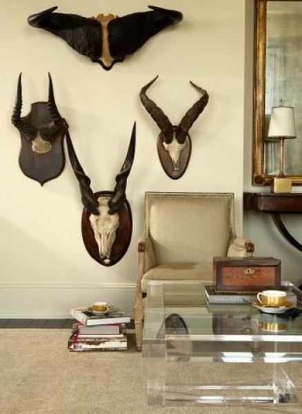 Eland Mount (Largest Antelope In The World)