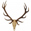 Elk Skull Mount