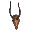 Guib D' Eau Horn and Partial Skull Mount