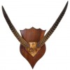 Impala Horn and Partial Skull Mount