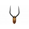 Impala Skull and Horn Mount