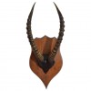 Impala Horn and Painted Partial Skull Mount