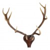 Red Deer Antler Mount, Shaped and Carved Walnut Backplate