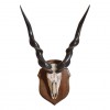Giant Lord Derby Eland 'Taurotragus Derbianus'