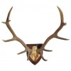 Red Deer Horn Mount