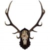 Large Deer Antler and Partial Skull Mount