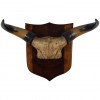Bovine Horn and Partial Skull Mount