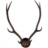 Large Deer Antler and Partial Upper Skull Mount