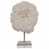 Coral Fragment on a Lucite Base