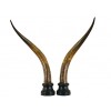 Pair of Cow Horns Mounted on Turned and Ebonized Bases