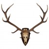 Large Deer Antler Mount