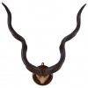 Grand Kudu Partial Skull Mount