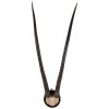 Gemsbok Horn Mount